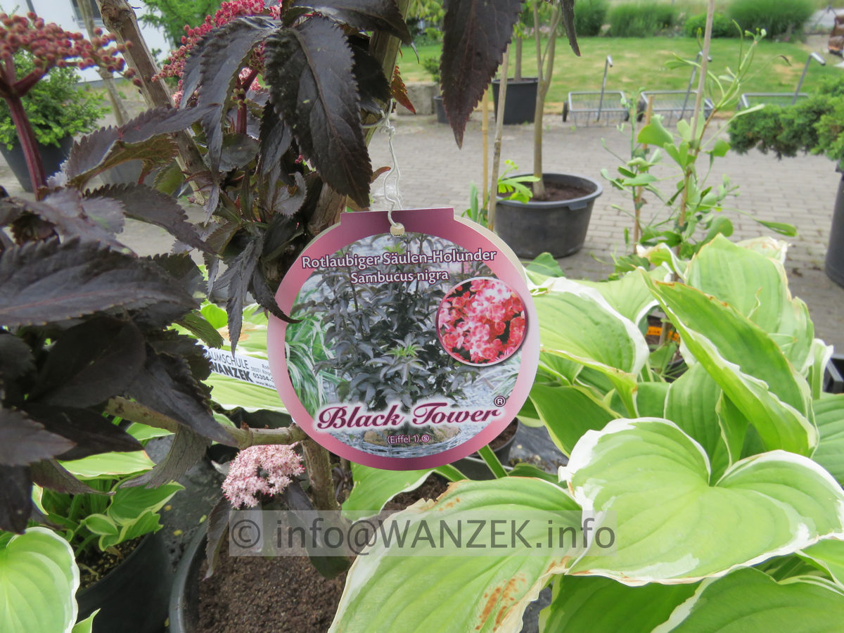 Sambucus nigra Black Tower 01.JPG